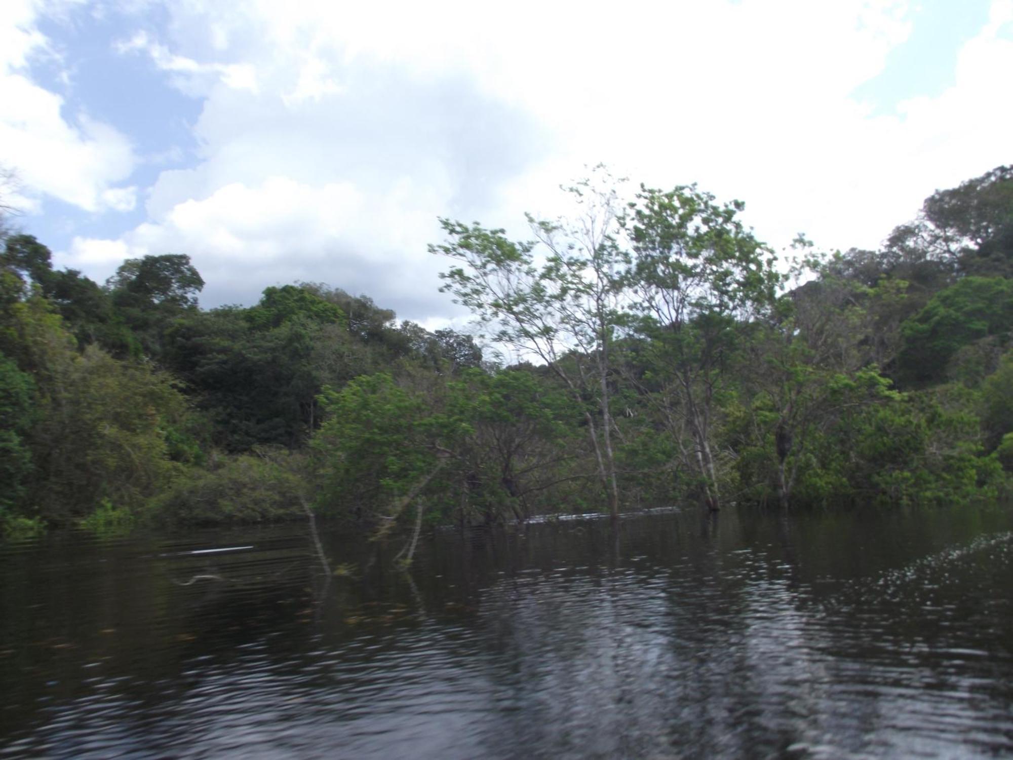 Amazon Arowana Lodge Careiro Εξωτερικό φωτογραφία
